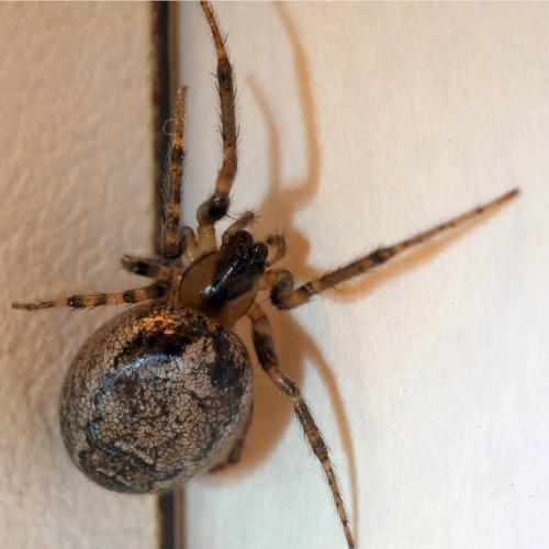 Zygiella x-notata